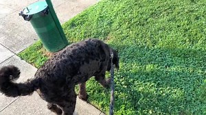 1.7K views · 57 reactions | Bentley smelling all the smells on his way into Boxers. A Doggy Roll Call or Attendance Recorder, if you will....  | Boxers Bed and Biscuits | Facebook