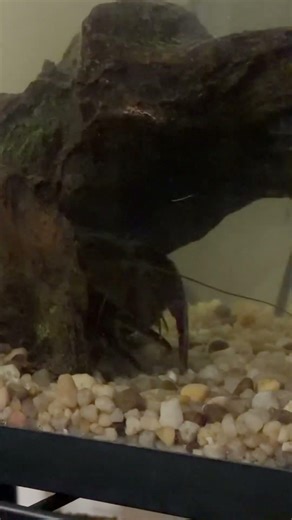 Update on the crawfish tank #crawfish #fish #fyp