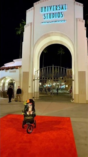 Nirvana the Shih Tzu at Universal Studios Hollywood at Night