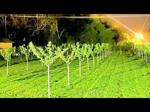 How to prune a plum tree? Oreźite šljivu OVAKO i pripremite se za kantu punu plodova #pruning#fruit