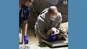 Panda cub receives 3 months checkup at zoo