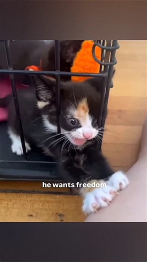 kittens are so dramatic 😭