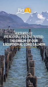 13 reactions | Savor the heart-healthy deliciousness of Pier 33 Coho Salmon ❤️. Straight from the pristine waters of Patagonia, it's a taste of paradise on your plate. Experience the difference! ️ #Pier33CohoSalmon #HeartHealthyEats #PatagoniaFlavors #SustainableSeafood | Pier 33 Gourmet | Facebook