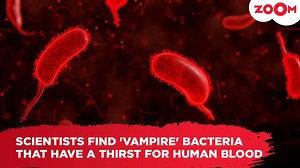 Scientists find 'vampire' bacteria that have a thirst for human blood