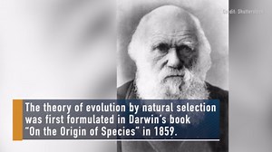 What is Darwin’s theory of evolution?