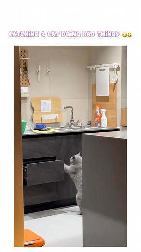 533K views · 13K reactions | Catching a cat doing bad things 藍#funnyvideo #funnycat #funnyanimals #cat #cats #catlover | Surasak Jaroensiri | Facebook