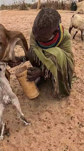 Turkana Tribe Woman Milking Goat to Prepare Breakfast in the Desert #shortsfeed #villagelife #africa