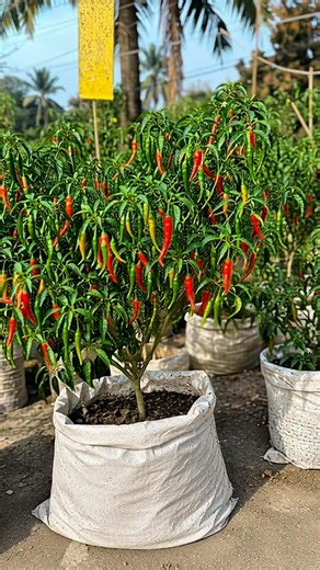 One Powerful Feed to Double Your Chili Plant Yield | Secret Fertilizer for Huge Harvest! #farming