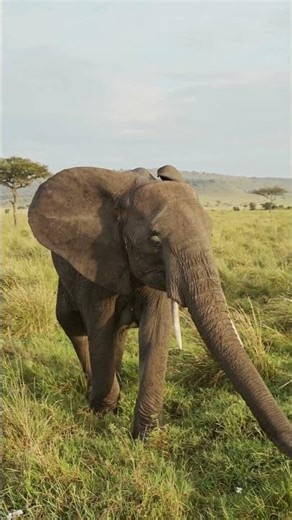 Do Elephants Cry? The Heartbreaking Truth 🐘💔#Elephants #Nature #facts