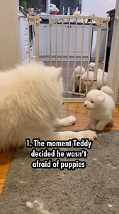 1.4M views · 55K reactions | With all the negative things happening in the world, it’s time to reflect on the good. At the top of our list is being able to bring some happiness into people’s lives. We’ve had some beautiful messages over the years and they mean a lot. These are some of my most special moments that bring me happiness! | Poppet and the Wolf Pack | Facebook