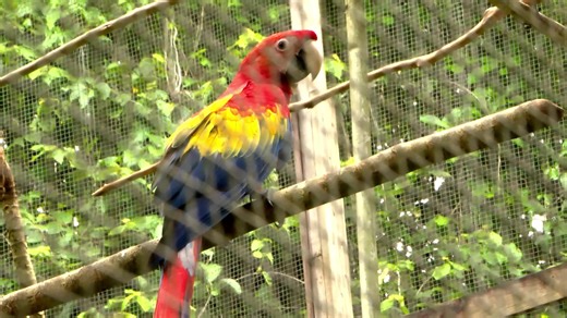 Rescued Scarlett Macaws Chicks, set free in the Chiquibul A dozen Scarlet Macaws have joined the others in Belize’s Chiquibul Forest after they were released this morning. They were extracted from the wild by the Friends for Conservation and Development because they were either at risk of not surviving or of being poached. And for the past decade, the FCD has traversed the forest and rescued chicks in hopes of taking this species out of the endangered zone. Courtney Menzies was there this mornin