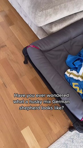 Husky Mix German Shepherd: What to Expect