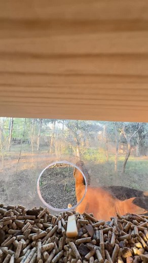 480K views · 1.8K reactions | Meet the okapi, one of the few animals...