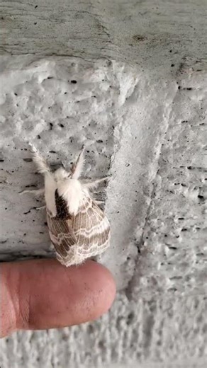 White fuzzy moth.