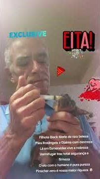 # pinscherBlack# exóticaRaridade # viralizou# curtecomentecompartilhe# BHMG