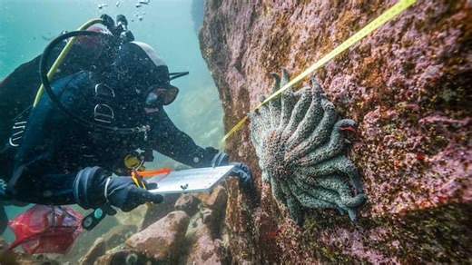 Sunflower sea stars released into the wild after disease stunted population