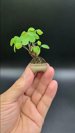 【豆盆栽】アケビ / Akebia quinata 2023年8月19日 #bonsai #盆栽 #plants