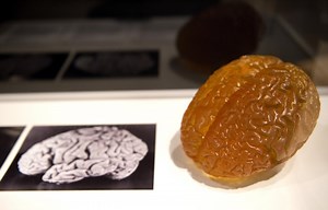 What Is the Relationship Between Working Memory and Intelligence?