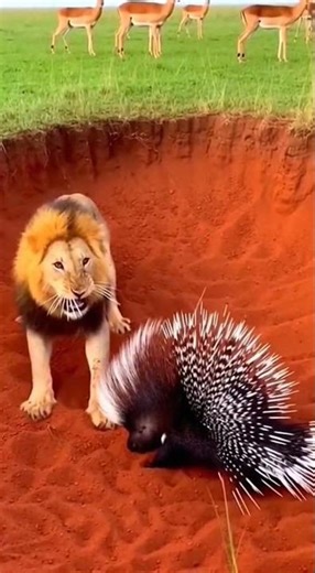 Lion Regrets Attacking Porcupine in Savanna Pit
