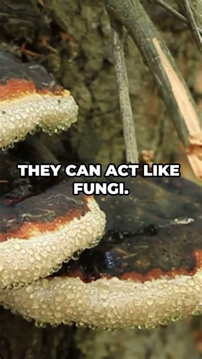 All About Protists — 60 Second Guide