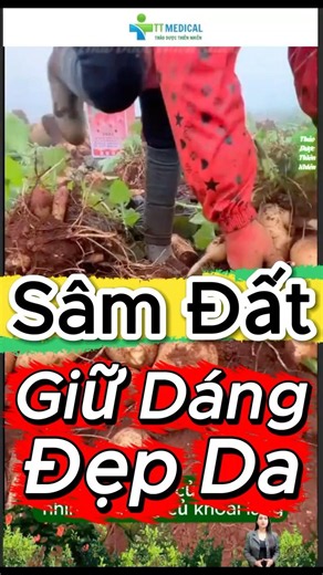 Củ Sâm Đất thực phẩm bổ dường giúp giảm cân, làm đẹp da #youtubeshorts