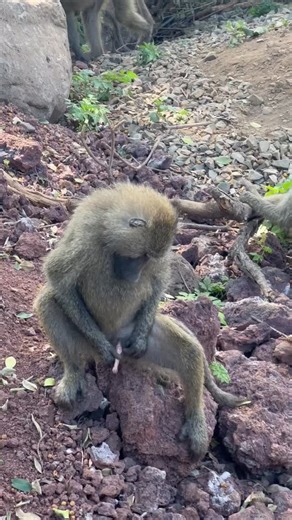 Baboon self-grooming is a quiet moment where a baboon takes time to clean its own body, using its fingers and sometimes teeth to pick out dirt, insects, or old fur. You’ll often see a baboon sitting calmly, checking its arms, legs, and belly with great focus. This self-care helps keep the baboon healthy, comfortable, and free from parasites. Even though grooming is usually social, self-grooming shows how baboons also take responsibility for their own hygiene and well-being in the wild. 👉BOOK NO