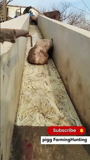 I Moved a Pig from a Truck to a Farm and SURVIVED!