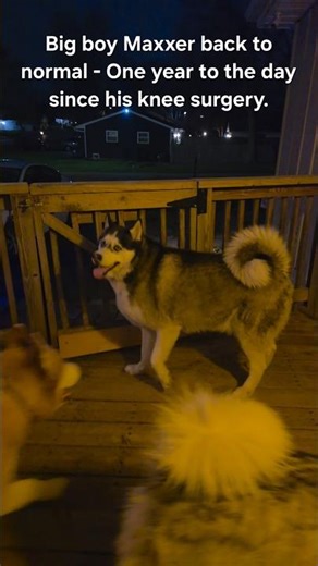 Maximus Shiticus is fully recovered from his TPLO knee surgery on April 14 '25 #siberianhuskieslife