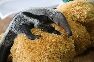 279K views · 4.4K reactions | Say hello to Beanie the baby giant anteater! Our adorable new arrival has been keeping zoo staff busy since her birth on 28 December. | London Zoo | Facebook
