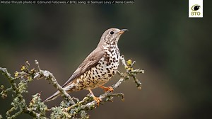 Male Mistle Thrushes have a wistful song that is often performed during or just after wet and windy weather, giving the species its folk name 'stormcock'. The 'mistle' part of the species' common name may likewise refer to drizzly weather, or perhaps to their love of Mistletoe berries! Find out more about this Red-listed species on the all-new BirdFacts 👉 https://www.bto.org/understanding-birds/birdfacts/mistle-thrush 🎵 Samuel Levy / Xeno Canto 📷 Edmund Fellowes / BTO #BirdFacts #Ornithology 