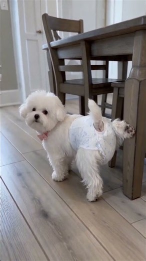 What actually happens during a Bichon's heat cycle 🐾