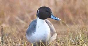 Northern pintail duck in the brown grass
