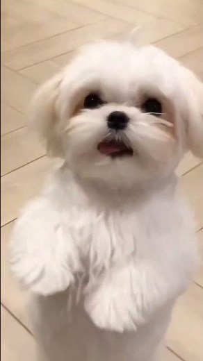 lasa Apso Dogs ❤️❤️