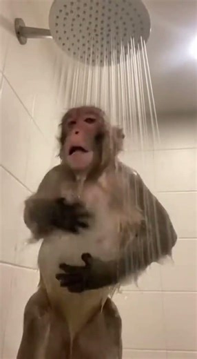 Monkey Takes a Shower & Sings! 🐒🚿 Hilarious Bath Time Fun!