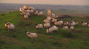Northumberland sheep farm: Focus on Farming