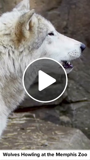 Wolves Howling at the Memphis Zoo - NewsBreak