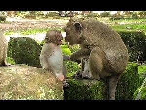 Small spoil monkey screaming & angry mom monkey