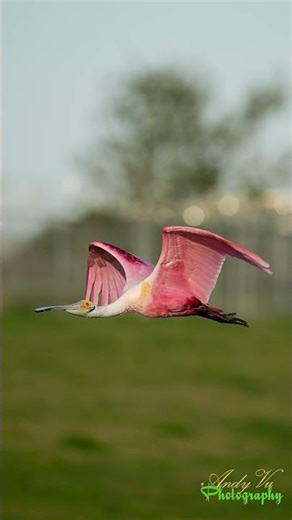 Pink Wings Against the Sky – Roseate Spoonbill in Flight!
