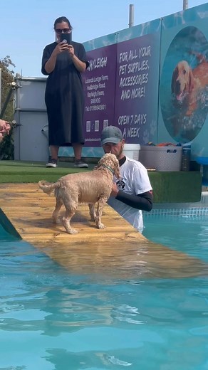5.6K views · 258 reactions | Rescued cockapoo Rosa had a great first swim, safe to say she loved it!  | Canine Dip and Dive Maldon | Facebook
