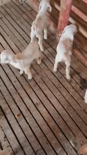 Are you looking to add premium Savanna goats to your herd? Our Savanna goats for sale in South Africa are renowned for their hardiness, excellent meat quality, and adaptability to various climates. These goats thrive in tough conditions, making them ideal for sustainable farming. Known for their distinctive spotted coats and friendly temperament, Savanna goats are a valuable asset for both commercial farmers and hobbyists. Don’t miss out on the opportunity to own these exceptional animals that b