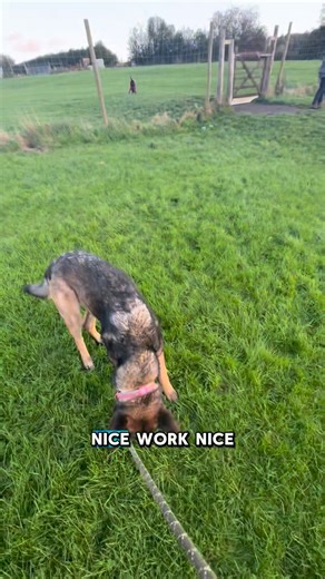 Yesterday, we worked a desensitisation and counter-conditioning session with Dot, alongside Daisy and new dog Juno. We started by making sure Dot was a little tired before heading into the field for the second round. I had her on a long line to begin with, and we used Look At That — marking and rewarding her each time she noticed the dogs quietly without reacting For Dot, she wasn’t ’perfect’ and did make mistakes, but this was a really successful step forward after such a long time of doing thi