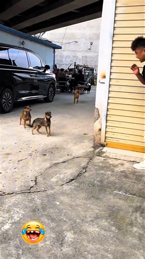 “This man does pranks with animals, makes beautiful/dog voice prank video
