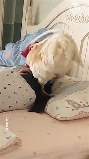 2.3K views · 127 reactions | World's most effective alarm clock | Animal Lovers | Facebook