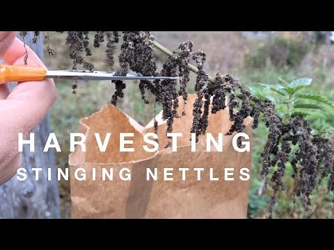 Harvesting Stinging Nettle Seeds on How to Grow a Garden with Scarlett