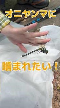オニヤンマに噛まれたい！#昆虫 #とんぼ #トンボ #オニヤンマ #夏休み