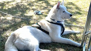 27 reactions |  **Thank You for Making the Husky Howler a Howlin’...