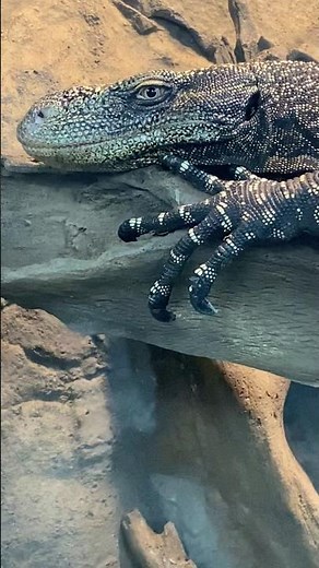 Meet the crocodile monitor. One of the largest lizards on earth.