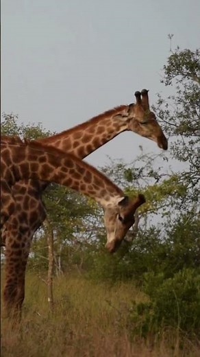 Male Giraffes Practicing Necking Behaviour