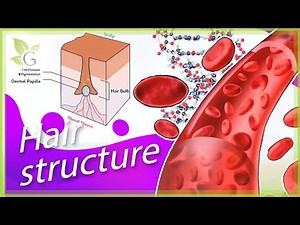 The Growth Behavior of Hair - STRUCTURE