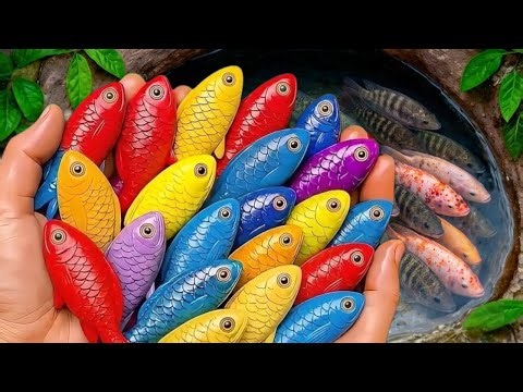 I Get Colorful Freshwater fish in small pond baby turtles, molly fish, Koi, Frog, guppies, Neon Fish